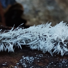 Unverified Uncategorised Fungi by Teresa