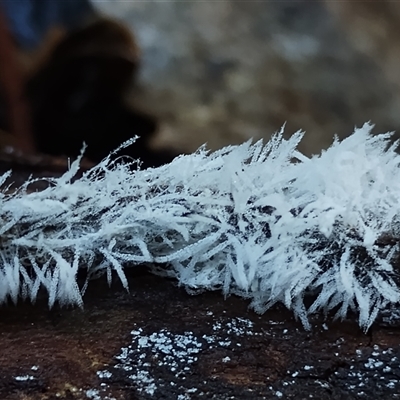 Unidentified Uncategorised Fungi at Kianga, NSW - 11 Jan 2025 by Teresa