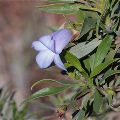 Unidentified Other Shrub at Coober Pedy, SA - 13 Jun 2022 by AlisonMilton