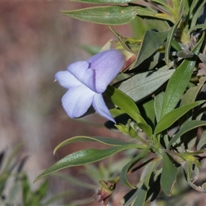 Unidentified Other Shrub at Coober Pedy, SA by AlisonMilton