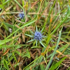 Eryngium vesiculosum (Prostrate Blue Devil, Prickfoot) at Kambah, ACT - 12 Jan 2025 by Bowie