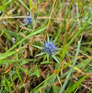 Eryngium vesiculosum (Prostrate Blue Devil, Prickfoot) at Kambah, ACT by Bowie