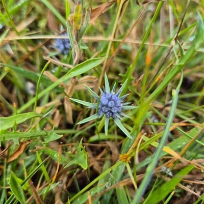 Eryngium vesiculosum (Prostrate Blue Devil, Prickfoot) at Kambah, ACT - 12 Jan 2025 by Bowie