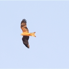 Milvus migrans at Coober Pedy, SA - 13 Jun 2022 by AlisonMilton