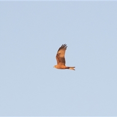 Milvus migrans at Coober Pedy, SA - 13 Jun 2022 06:45 PM