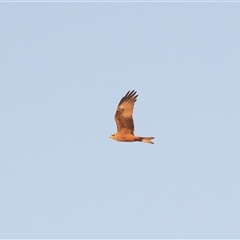 Milvus migrans at Coober Pedy, SA - 13 Jun 2022