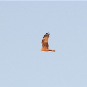 Milvus migrans at Coober Pedy, SA - 13 Jun 2022 06:45 PM
