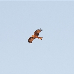 Milvus migrans at Coober Pedy, SA - 13 Jun 2022 06:45 PM