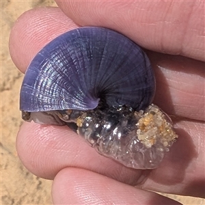 Janthina janthina (Violet Sea Snail) at Tuross Head, NSW by HelenCross