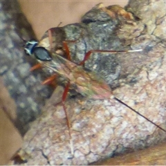 Ichneumonidae (family) at Wellington Park, TAS - 11 Jan 2025 by VanessaC