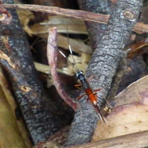 Ichneumonidae (family) at Wellington Park, TAS by VanessaC