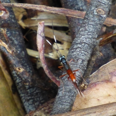 Ichneumonidae (family) at Wellington Park, TAS - 12 Jan 2025 by VanessaC