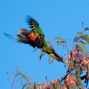 Trichoglossus moluccanus at Port Augusta, SA by AlisonMilton