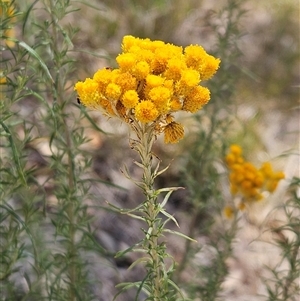 Chrysocephalum semipapposum at Hawker, ACT - 8 Jan 2025