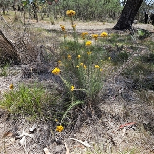 Chrysocephalum semipapposum at Hawker, ACT - 8 Jan 2025