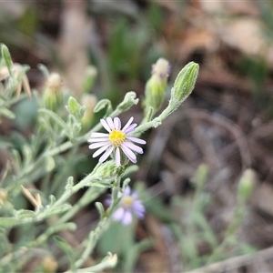 Vittadinia gracilis (New Holland Daisy) at Hawker, ACT by sangio7