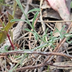 Vittadinia gracilis at Hawker, ACT - 8 Jan 2025 02:19 PM