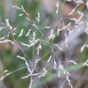 Unidentified Grass at Yackandandah, VIC by KylieWaldon