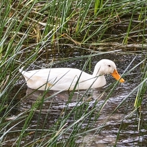 Anas platyrhynchos (Mallard (Domestic Type)) at Burra, SA by AlisonMilton