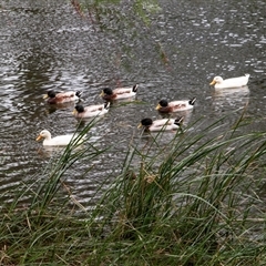 Anas platyrhynchos at Burra, SA - 15 Jun 2022