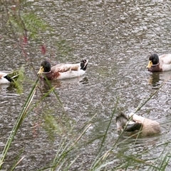 Anas platyrhynchos at Burra, SA - 15 Jun 2022 01:57 PM