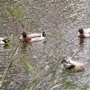 Anas platyrhynchos at Burra, SA - 15 Jun 2022