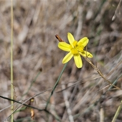 Tricoryne elatior (Yellow Rush Lily) at Hawker, ACT - 8 Jan 2025 by sangio7