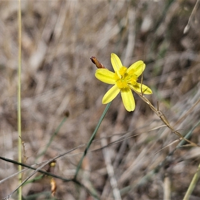 Tricoryne elatior (Yellow Rush Lily) at Hawker, ACT - 8 Jan 2025 by sangio7