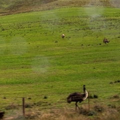 Dromaius novaehollandiae at Burra, SA - 15 Jun 2022 by AlisonMilton