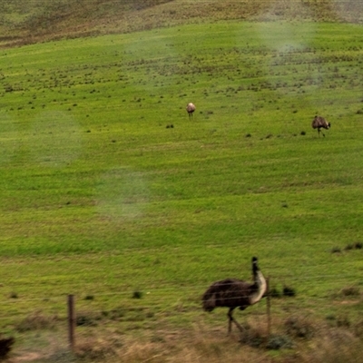 Dromaius novaehollandiae (Emu) at Burra, SA - 15 Jun 2022 by AlisonMilton