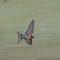 Hirundo neoxena at Port Augusta, SA - 14 Jun 2022 by AlisonMilton