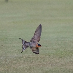 Hirundo neoxena at Port Augusta, SA by AlisonMilton