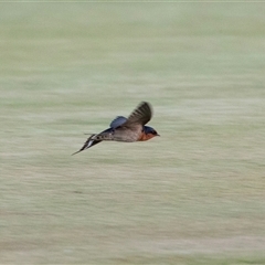 Hirundo neoxena at Port Augusta, SA - 15 Jun 2022 09:35 AM