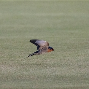 Hirundo neoxena at Port Augusta, SA - 15 Jun 2022 09:35 AM