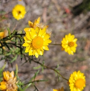 Xerochrysum viscosum at Hawker, ACT - 8 Jan 2025 02:27 PM