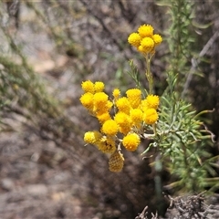 Chrysocephalum semipapposum (Clustered Everlasting) at Hawker, ACT - 8 Jan 2025 by sangio7