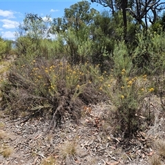 Chrysocephalum semipapposum at Hawker, ACT - 8 Jan 2025