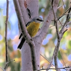 Eopsaltria australis (Eastern Yellow Robin) at Yackandandah, VIC - 5 Jan 2025 by KylieWaldon