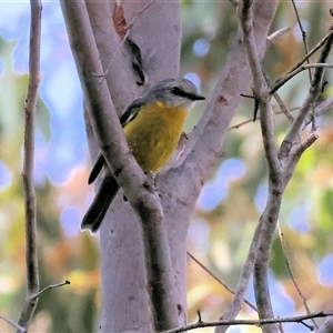 Eopsaltria australis (Eastern Yellow Robin) at Yackandandah, VIC by KylieWaldon