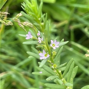 Lythrum hyssopifolia (Small Loosestrife) at Jembaicumbene, NSW by JaneR