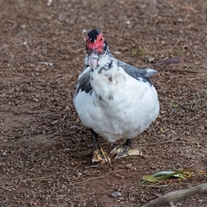 Cairina moschata at Burra, SA - 15 Jun 2022