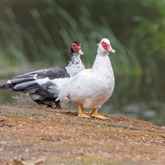 Cairina moschata at Burra, SA - 15 Jun 2022 02:22 PM