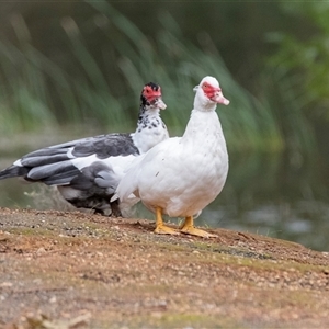 Cairina moschata at Burra, SA - 15 Jun 2022