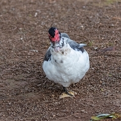 Cairina moschata at Burra, SA - 15 Jun 2022 02:22 PM