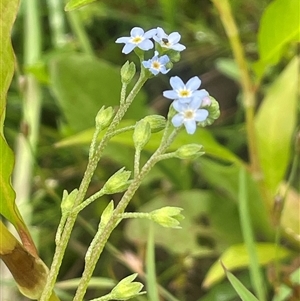 Myosotis laxa subsp. caespitosa at Jembaicumbene, NSW - 8 Jan 2025