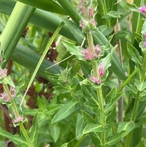 Lythrum salicaria (Purple Loosestrife) at Jembaicumbene, NSW by JaneR