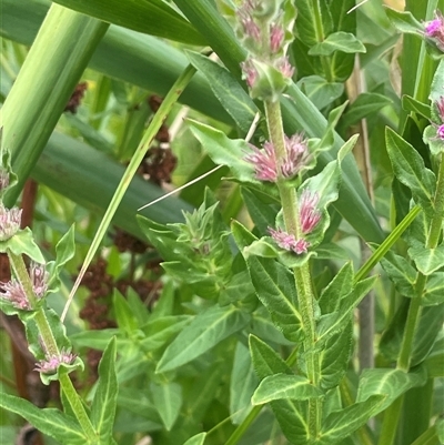 Lythrum salicaria (Purple Loosestrife) at Jembaicumbene, NSW - 8 Jan 2025 by JaneR