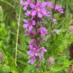 Lythrum salicaria at Jembaicumbene, NSW - 8 Jan 2025