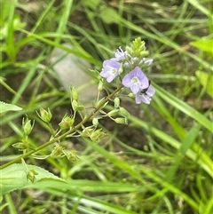 Veronica anagallis-aquatica (Blue Water Speedwell) at Jembaicumbene, NSW - 8 Jan 2025 by JaneR