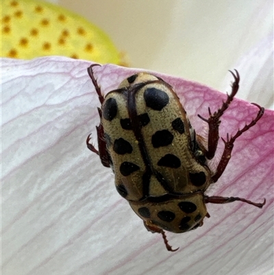 Neorrhina punctatum (Spotted flower chafer) at Aranda, ACT - 11 Jan 2025 by Jubeyjubes